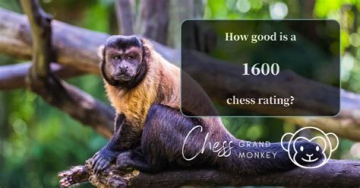 How good is a 1600 chess player?