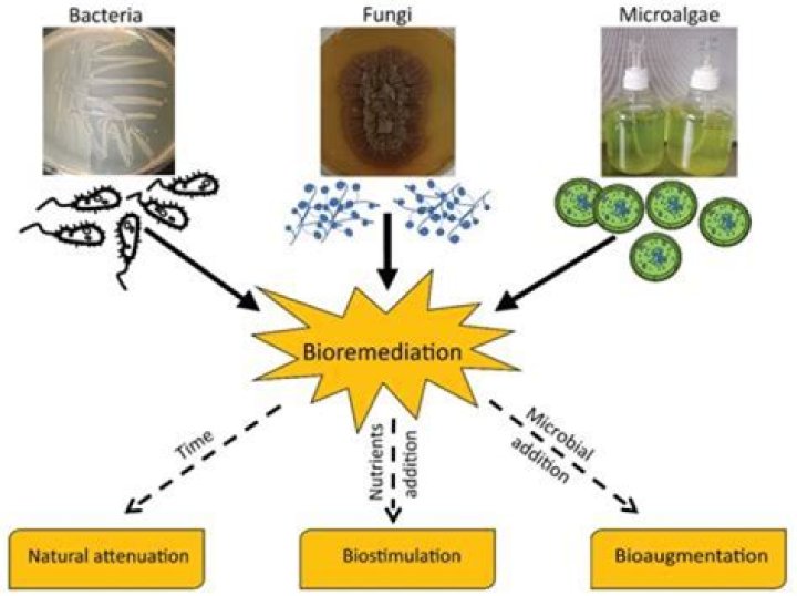 How is fungi used in biotechnology?