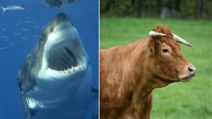 How likely are you to get killed by a cow?