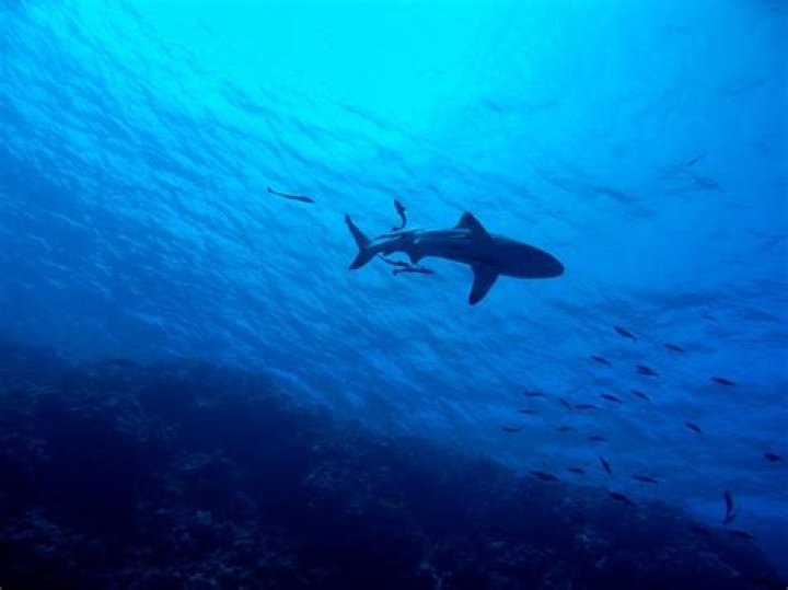 How likely is a shark to attack you?