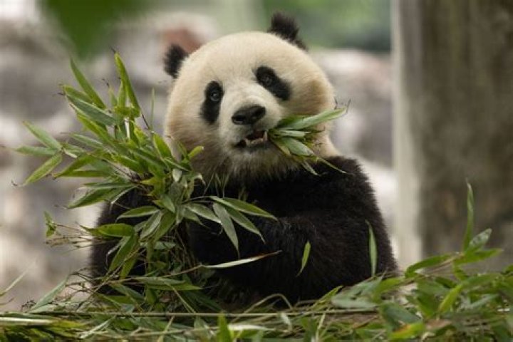 How long are pandas in labor?