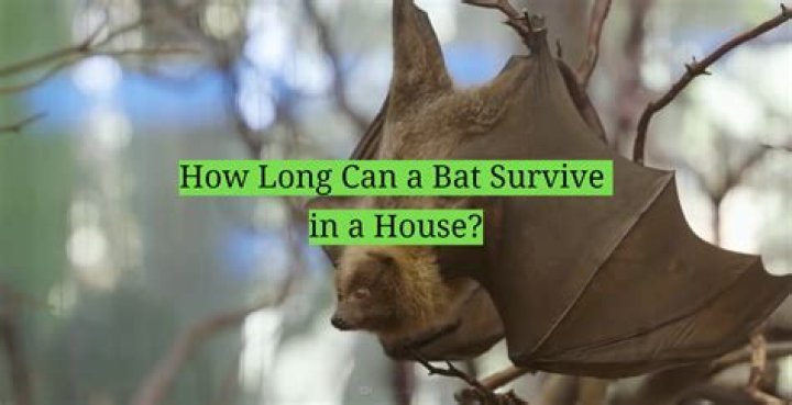 How long can a bat live in house?