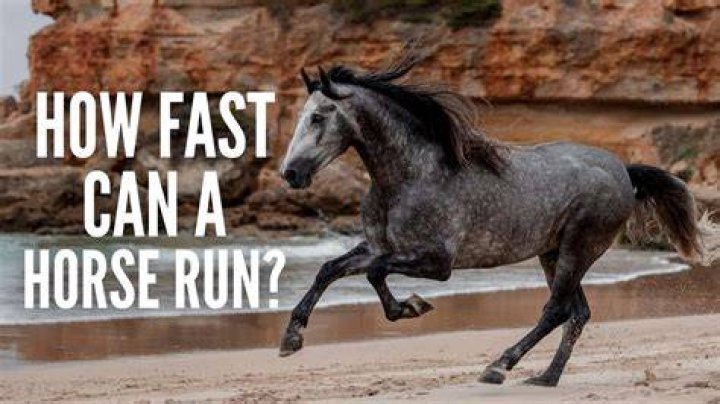 How long can a horse run without stopping?