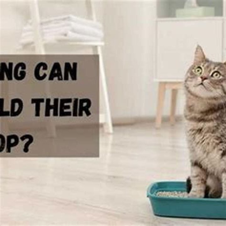 How Long Can cats hold their pee and poop?