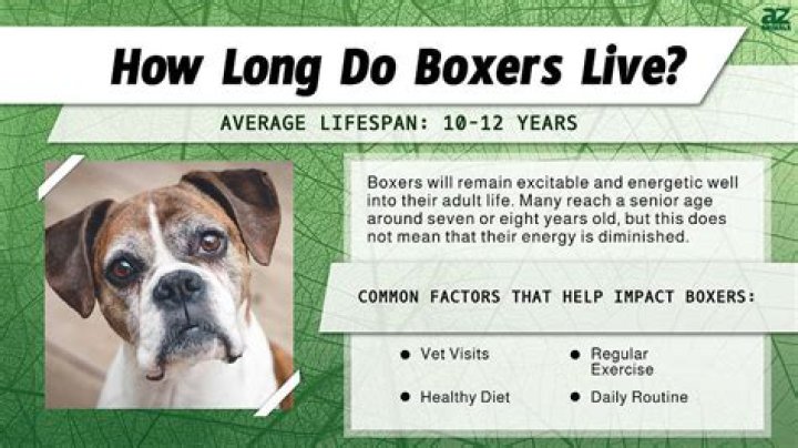 How long do boxers rest after a fight?