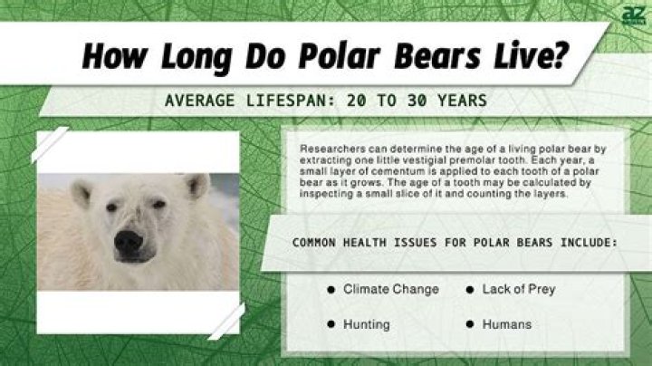 How long do polar bears live?