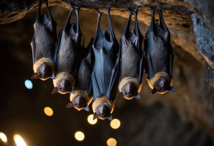 How long does a bat live?