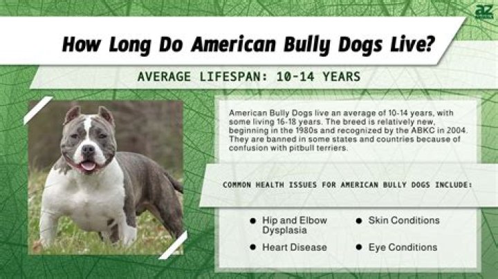 How long does a bully pit live?