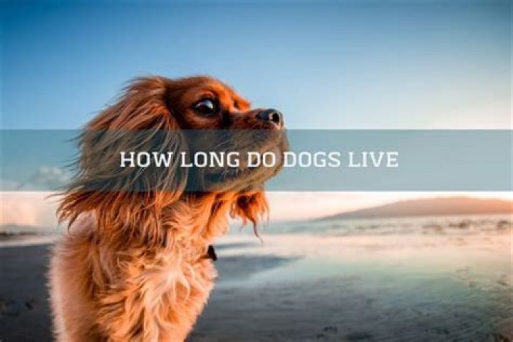 How long does a dog miss their owner?