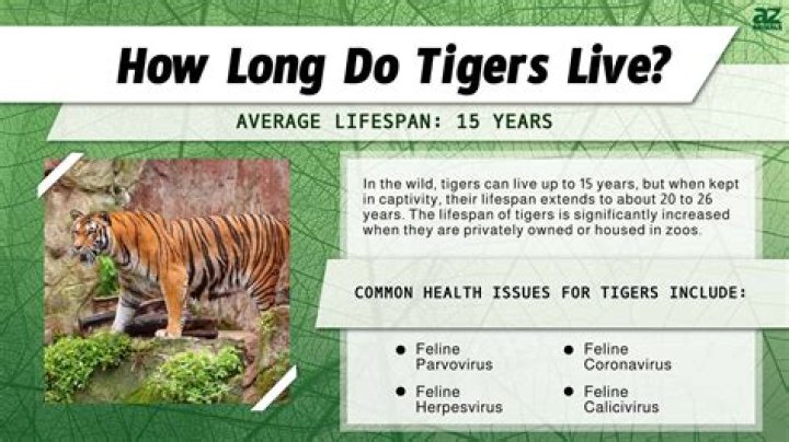 How long does a panda live?
