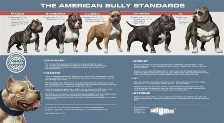How long does a pocket bully live?