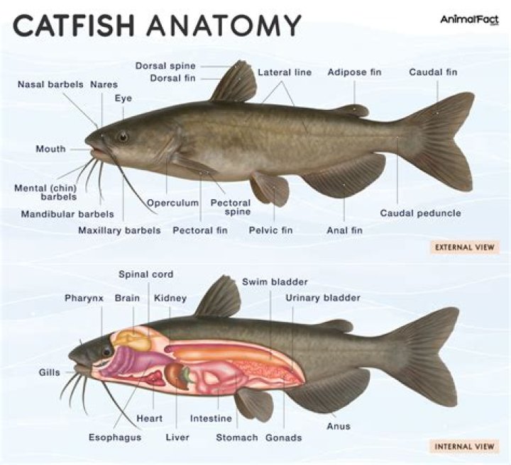 How long does catfish venom last?