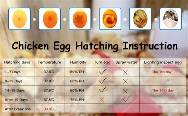 How long does it take a chicken egg to hatch naturally?