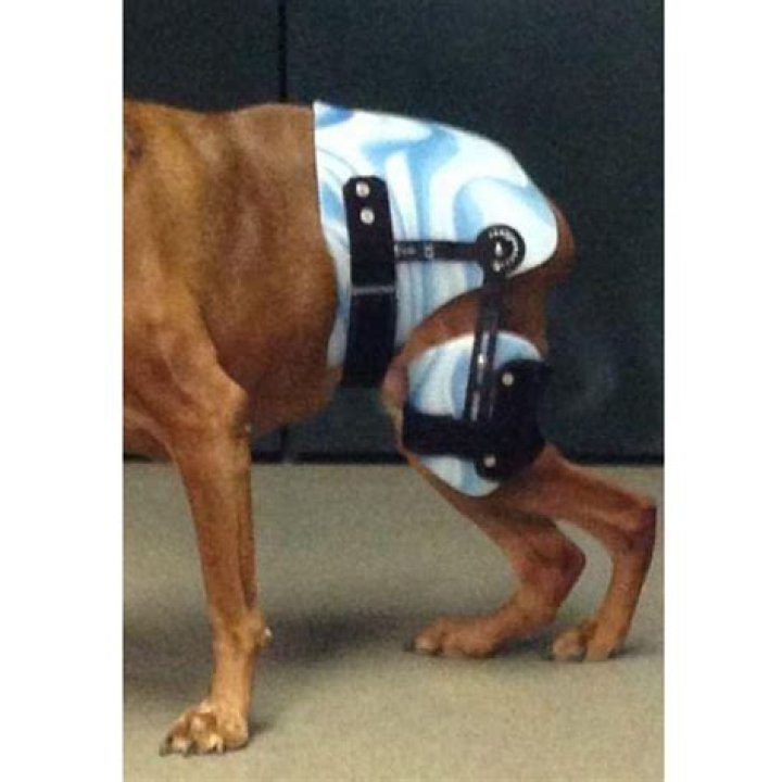 How long does it take a dog to recover from hip surgery?