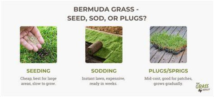 How long does it take Bermuda grass plugs to fill in?