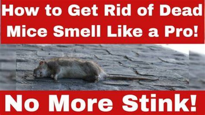 How long does it take for a dead mouse in the wall to stop smelling?