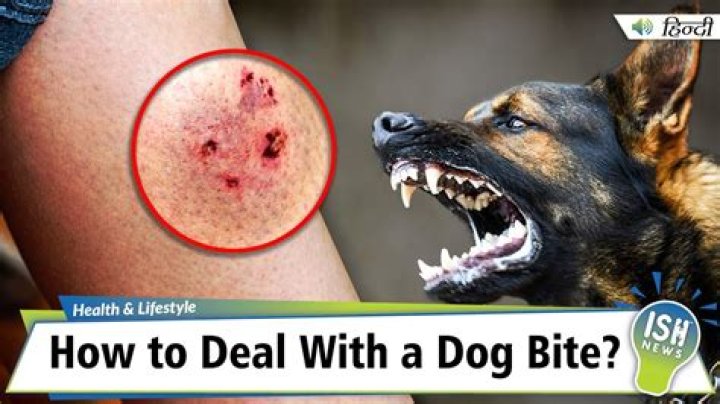 How long does it take for a dog's hip to heal?