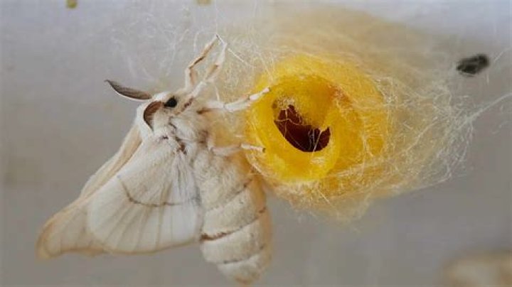 How long does it take for a silkworm to spin a cocoon?
