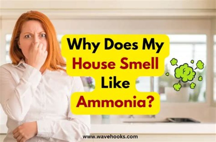 How long does it take for ammonia smell to go away?