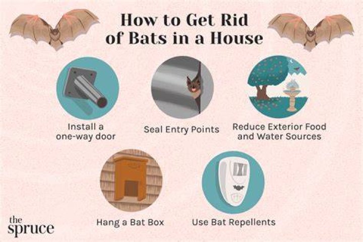 How long does it take for bats to find a bat house?
