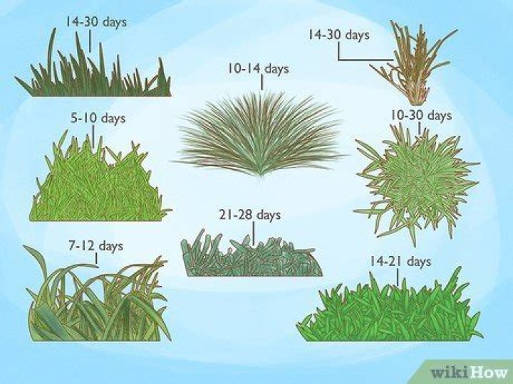 How long does it take for bent grass to grow?