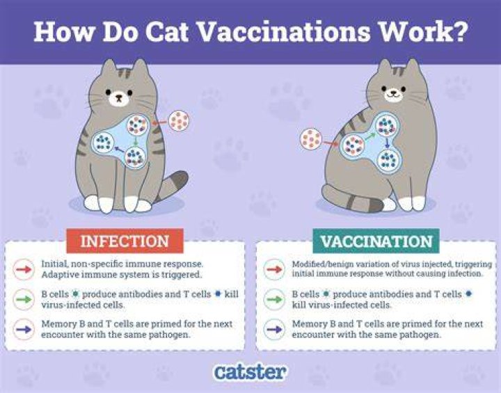 How long does it take for cats to forget you?