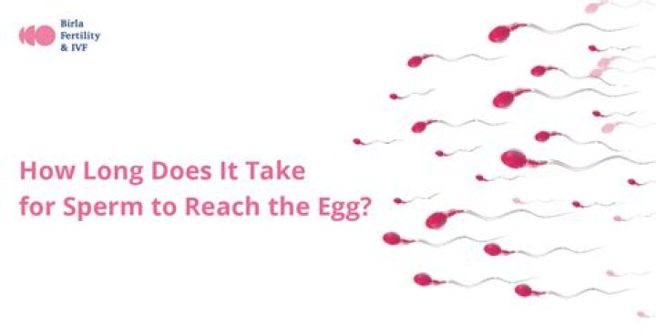How long does it take for sperm to reach the egg?