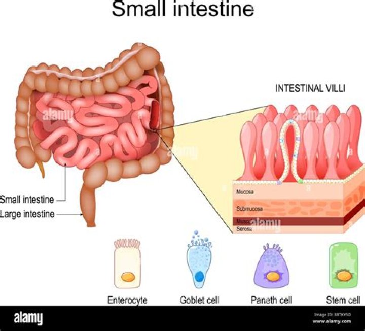 How long does it take the small intestine to heal?