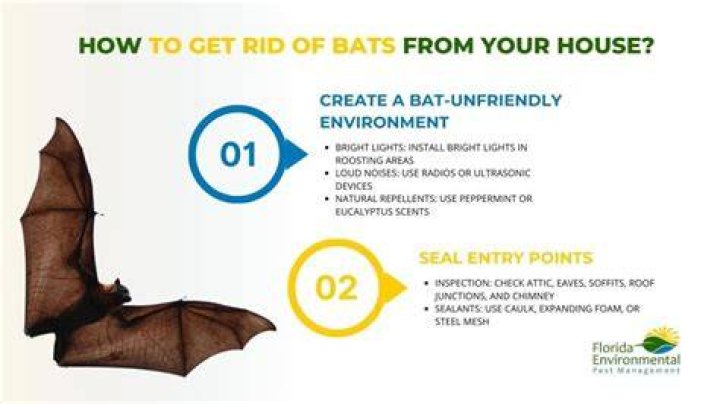 How long does it take to remove bats?