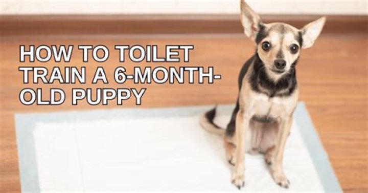How long does it take to toilet train?
