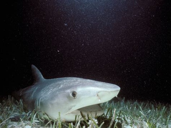 How long is a shark pregnant?