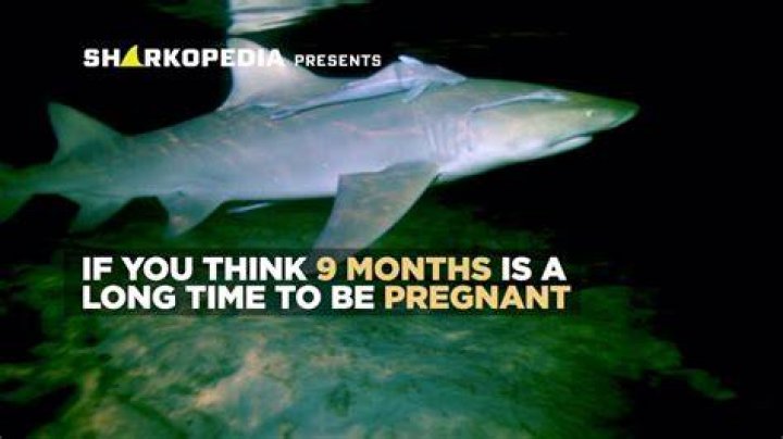 How long is shark pregnancy?