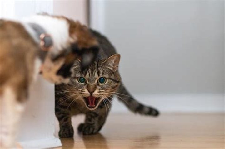 How long will cats hiss at each other?