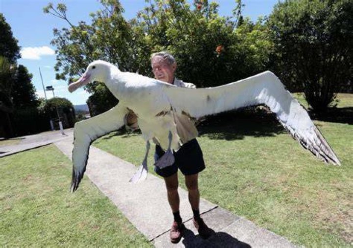 How many albatross are there in golf?