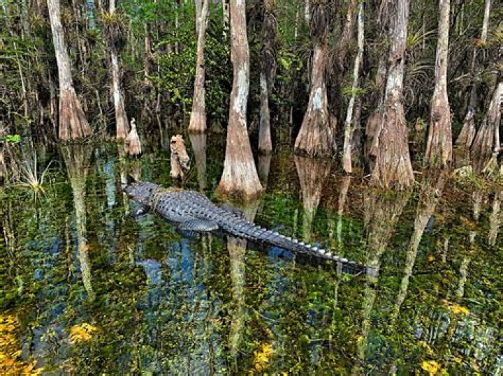 How many alligators can you hunt in Florida?