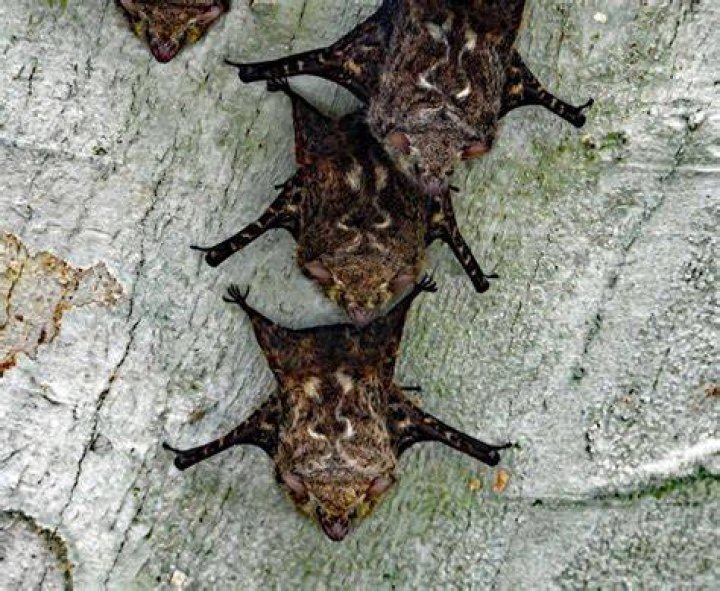 How many bats usually live together?