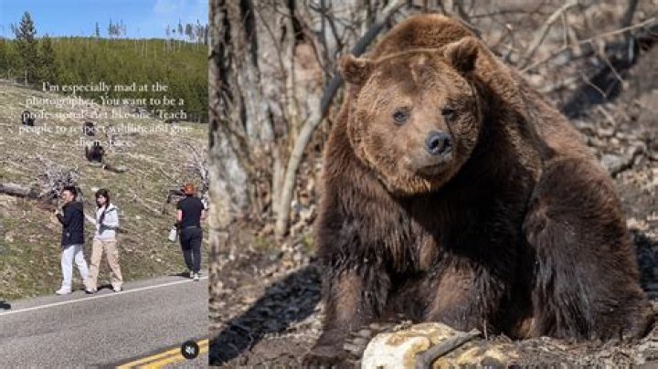 How many bear attacks are there in Yellowstone?