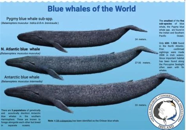 How many blue whales are there left?