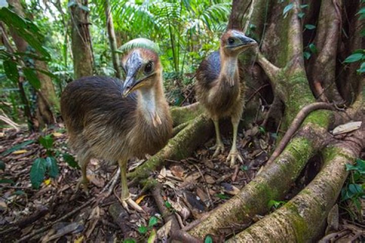 How many cassowary are left?