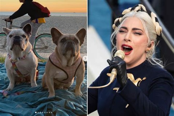 How many dogs does Lady Gaga have?