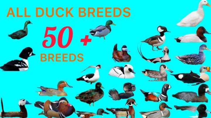 How many ducks equal a horse?