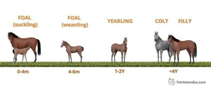 How many foals can a horse have?