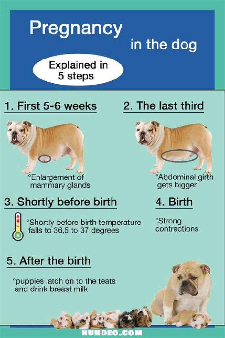 How many months before pigs get pregnant?