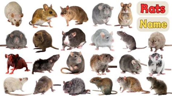 How many rats are in a nest?