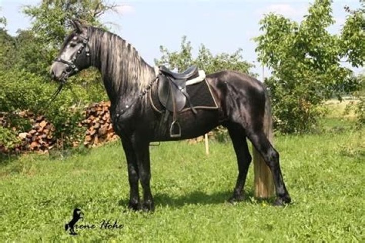 How many times can a horse mate in a day?