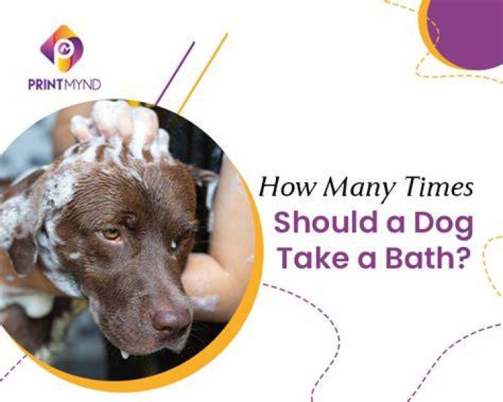 How many times should a dog take a bath?