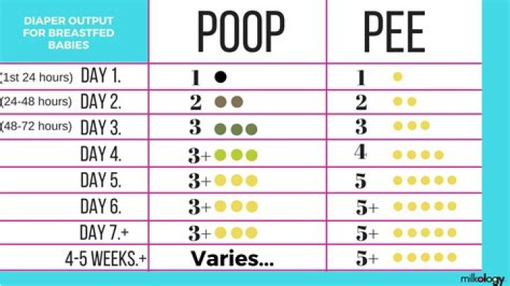 How many times should I pee a day?