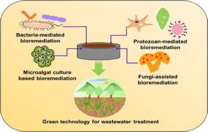 How microbes are used in green biotechnology?
