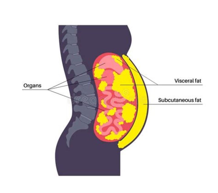 How much abdominal fat is normal?