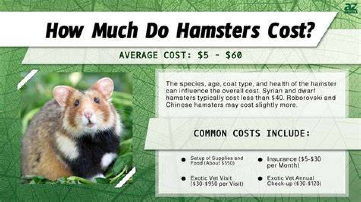 How much do hamsters cost?